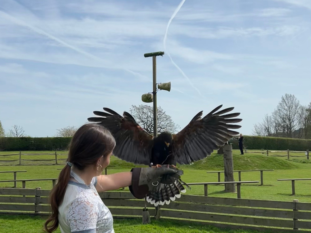 Leeds Castle Falconry Experiences-Leeds必去景点