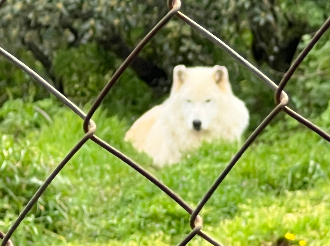 Lobo Park-安特克拉必去景点