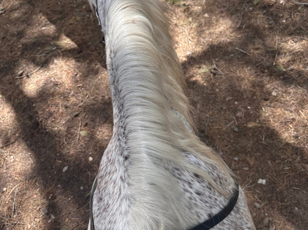 Hipico Cala Ratjada Eddi's Reitstall-Cala Ratjada必去景点