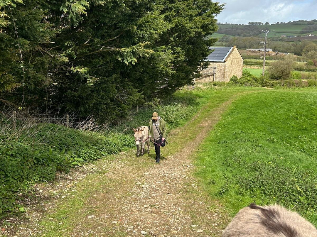 Donkey Walking Adventures-Beaminster必去景点