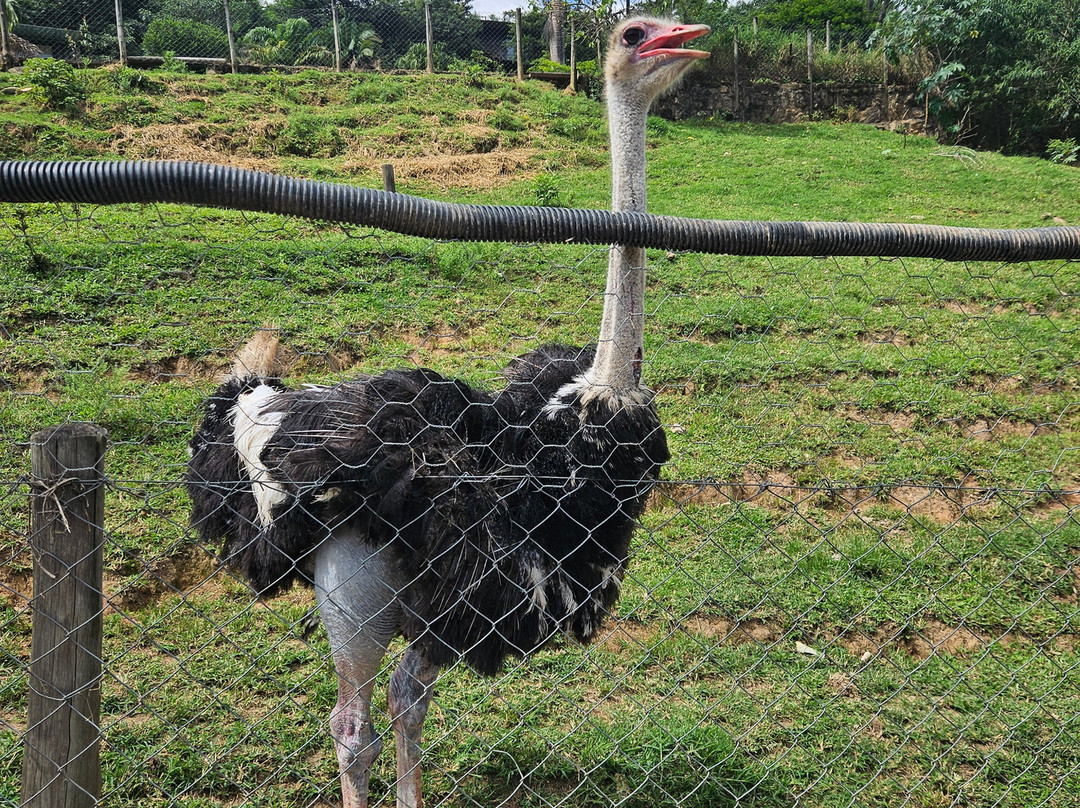 Hotel Fazenda Terra Dos Sonhos主图