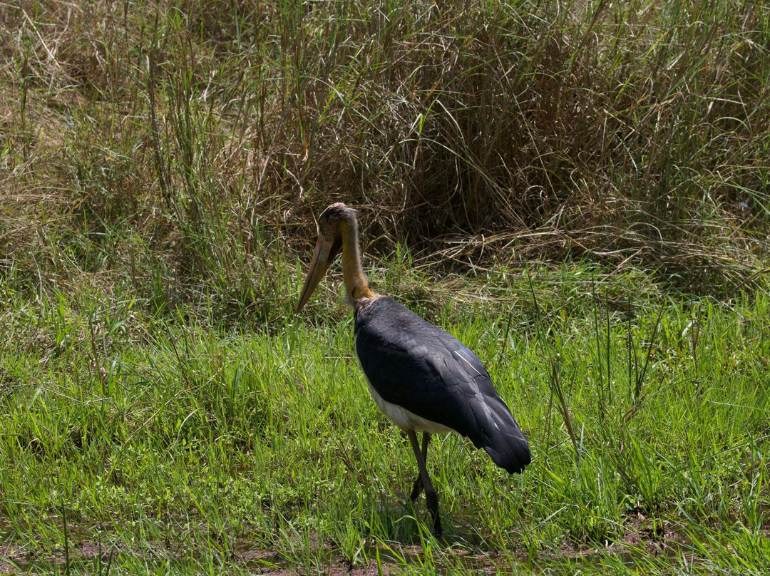 Bandhavgarh National Park-Bandhavgarh National Park必去景点