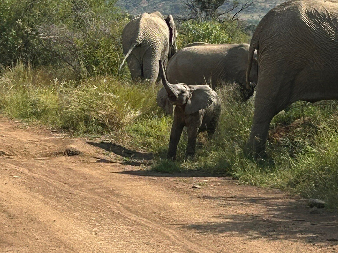 Kartula Marula Adventures-Steenbokpan必去景点