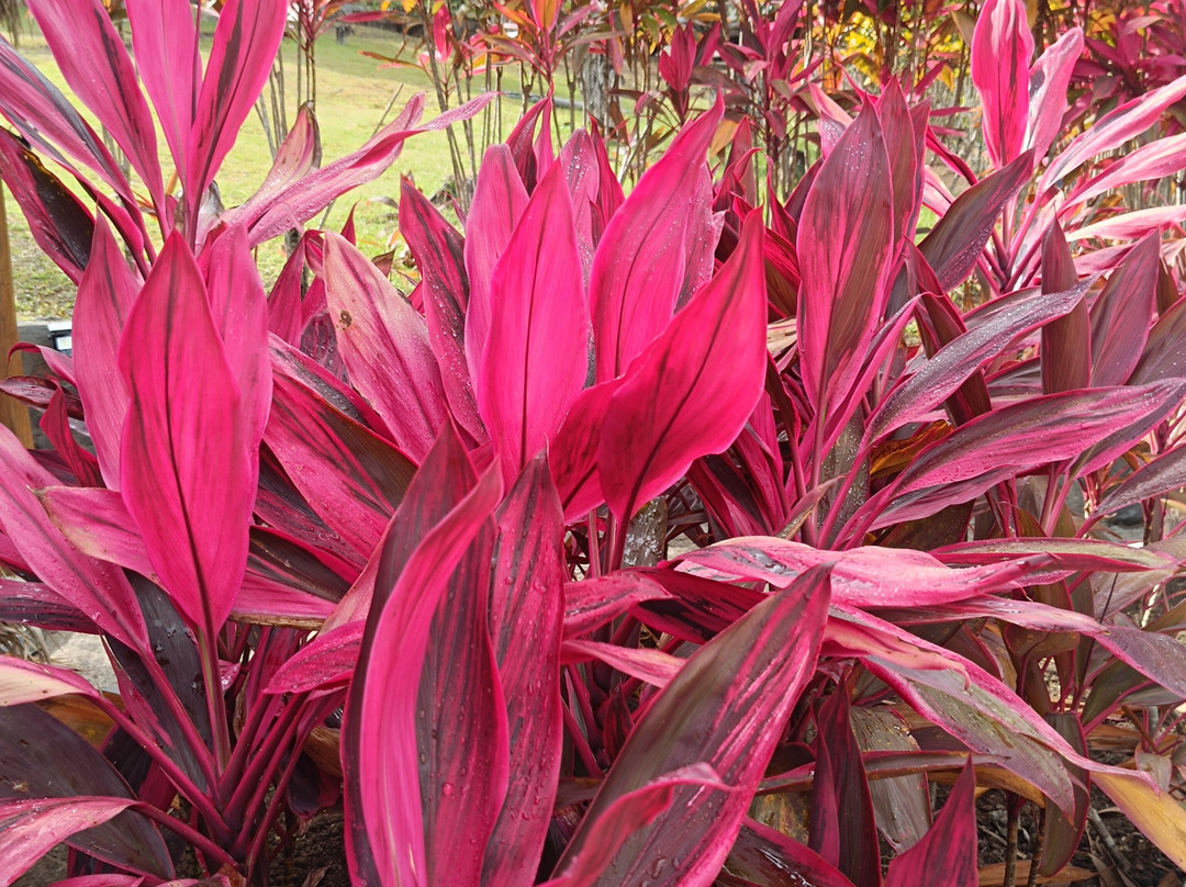 La Savane des Esclaves-Trois-Ilets必去景点