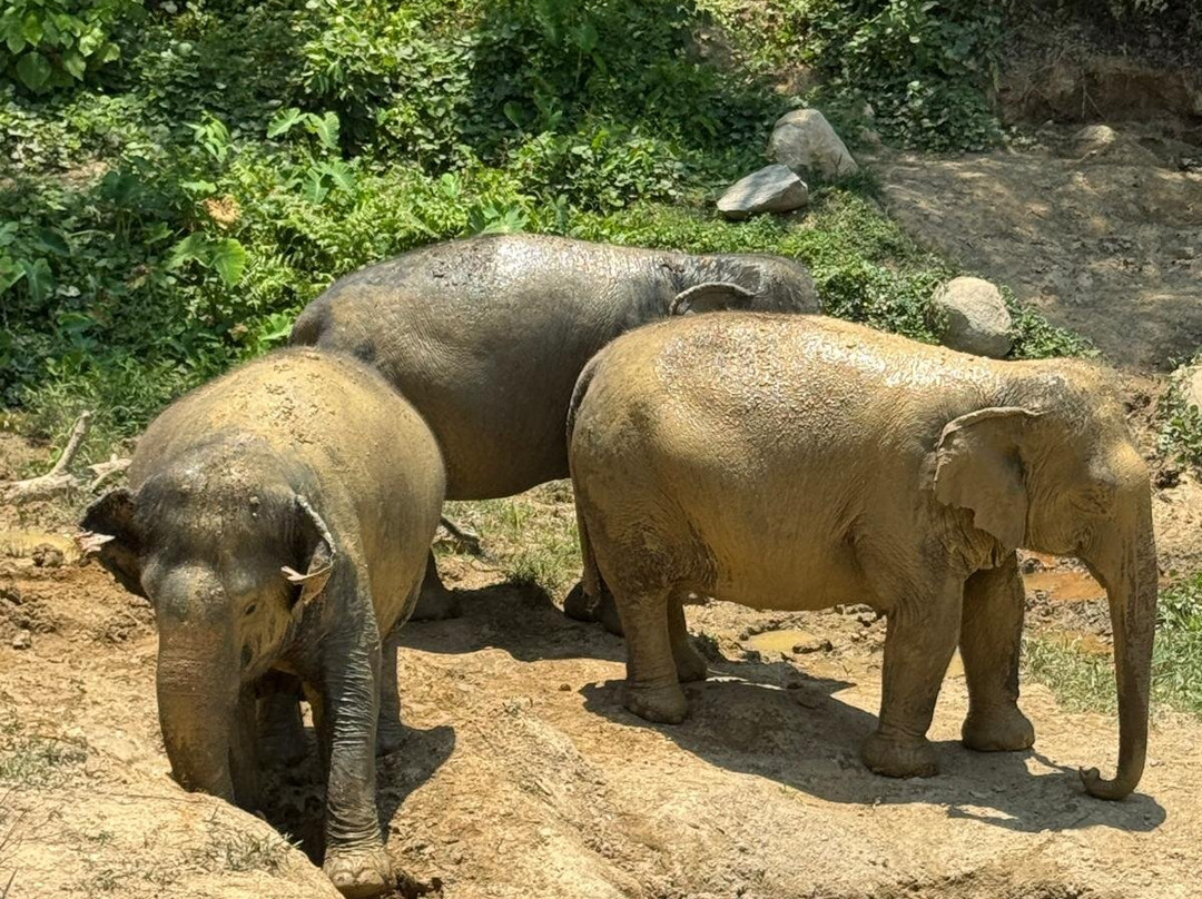 Hidden Forest Elephant Reserve-查龙必去景点
