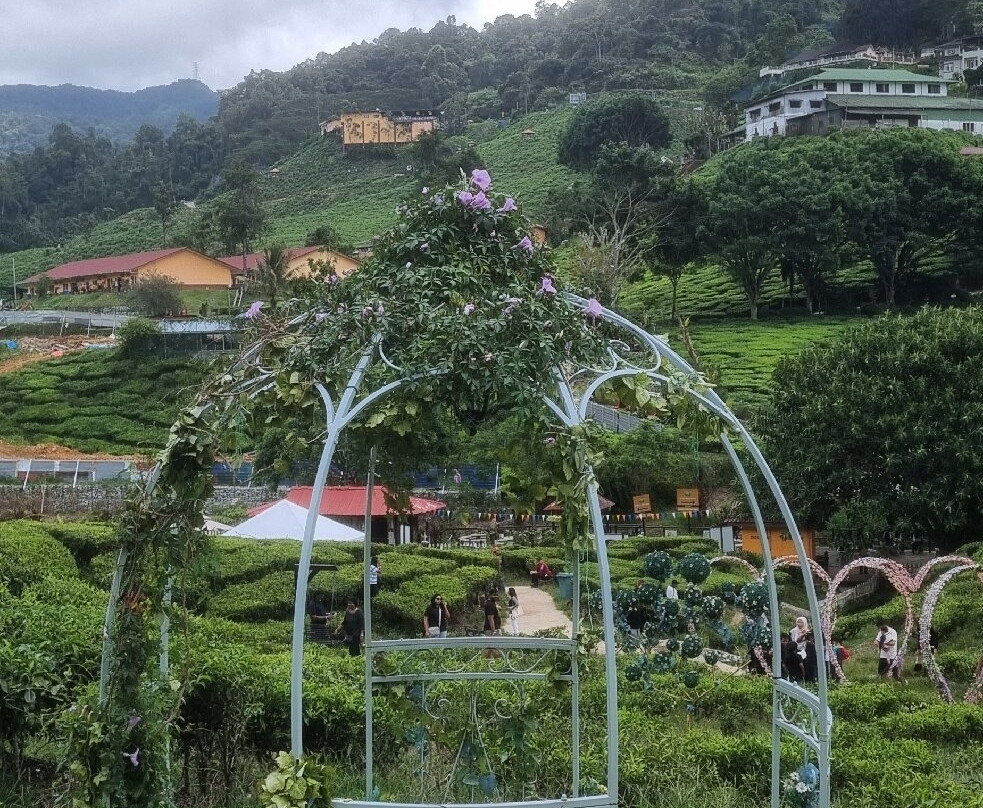Cameron Bharat Tea Estate-丹那拉塔必去景点