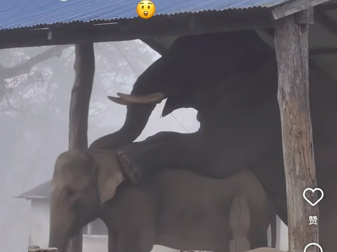 Elephant Breeding Centre-苏拉哈必去景点