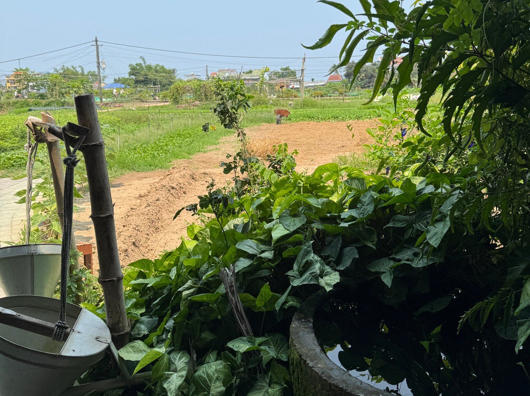 Tra Que Vegetable Village-会安必去景点