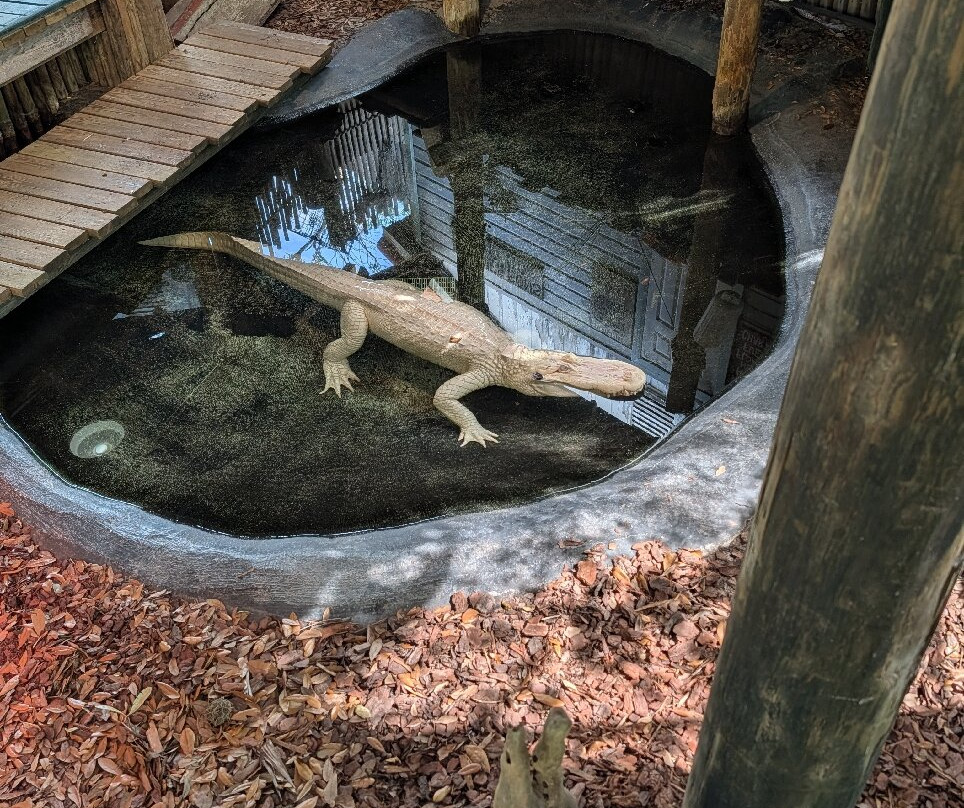 St. Augustine Alligator Farm Zoological Park-圣奥古斯丁必去景点