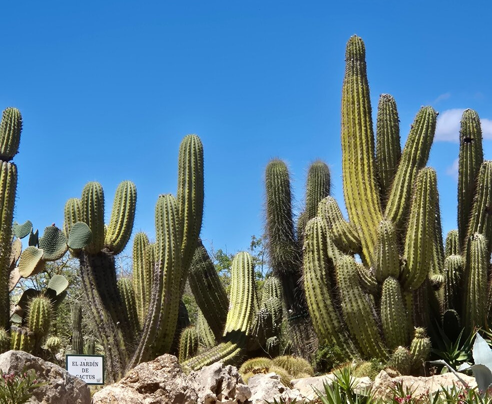 Botanicactus-Ses Salines必去景点