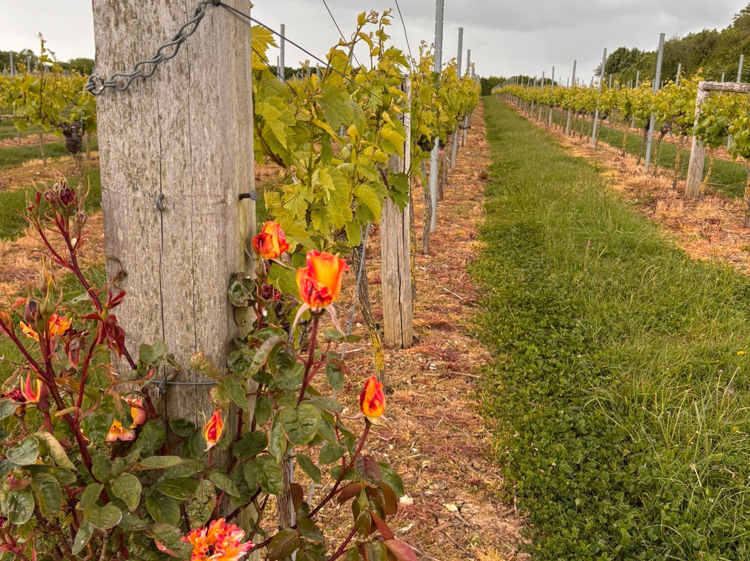 Langham Wine Estate Vineyard-多切斯特必去景点
