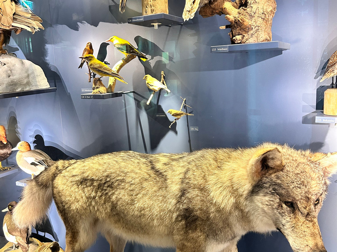 Naturkundemuseum-爱尔福特必去景点