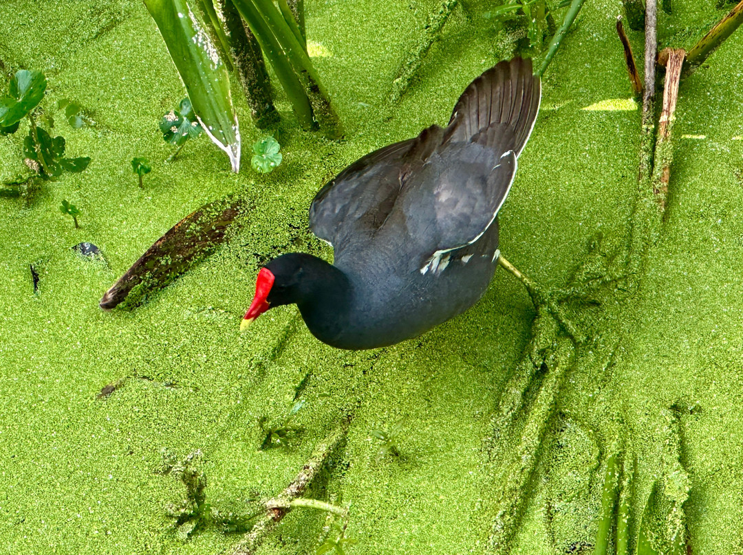 Green Cay Nature Center and Wetlands-博因顿海滩必去景点