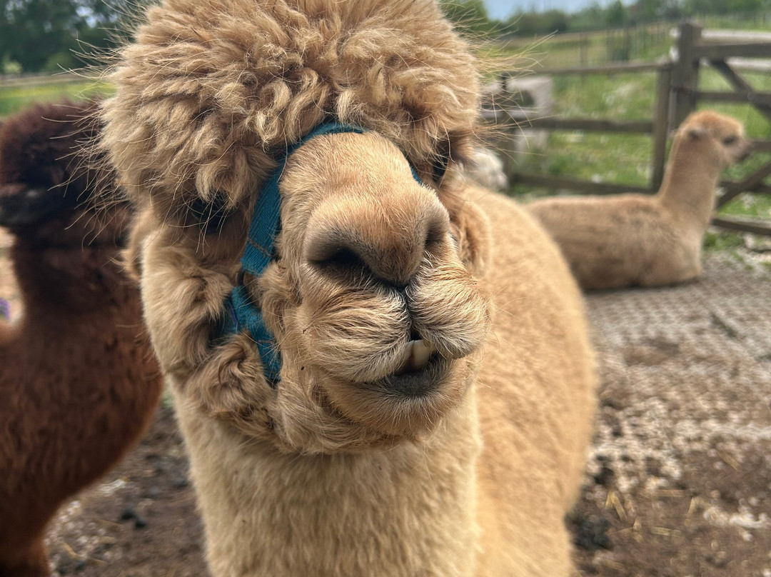Lucky Tails Alpaca Farm-Atherstone必去景点