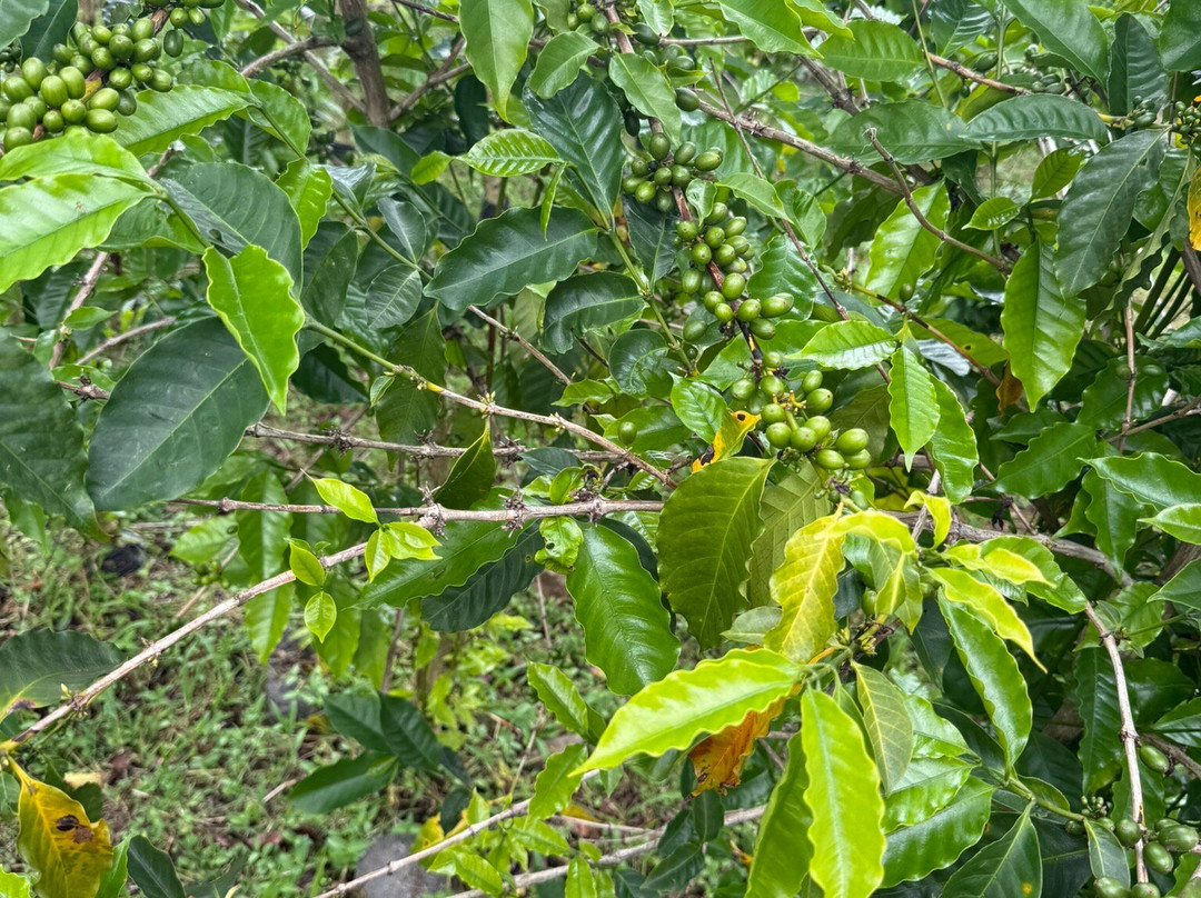 夏威夷仙境农场-哈陆亚洛亚必去景点