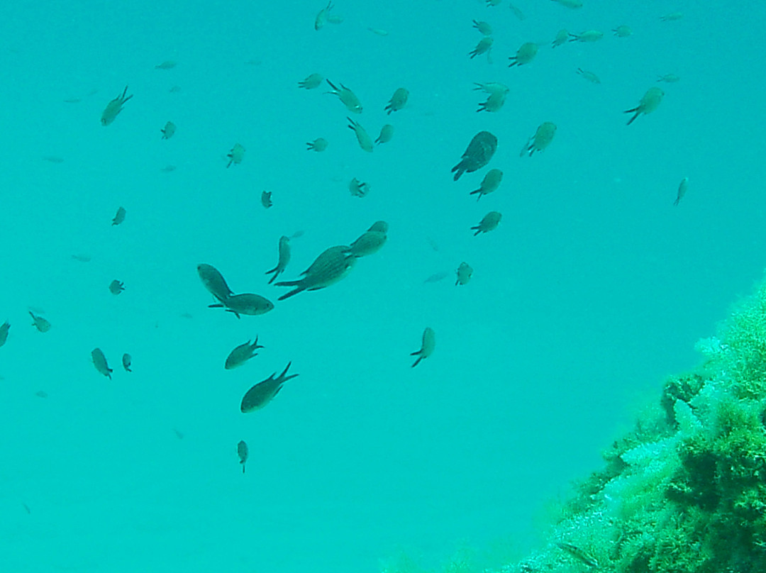 East Coast Divers Mallorca-Portocolom必去景点