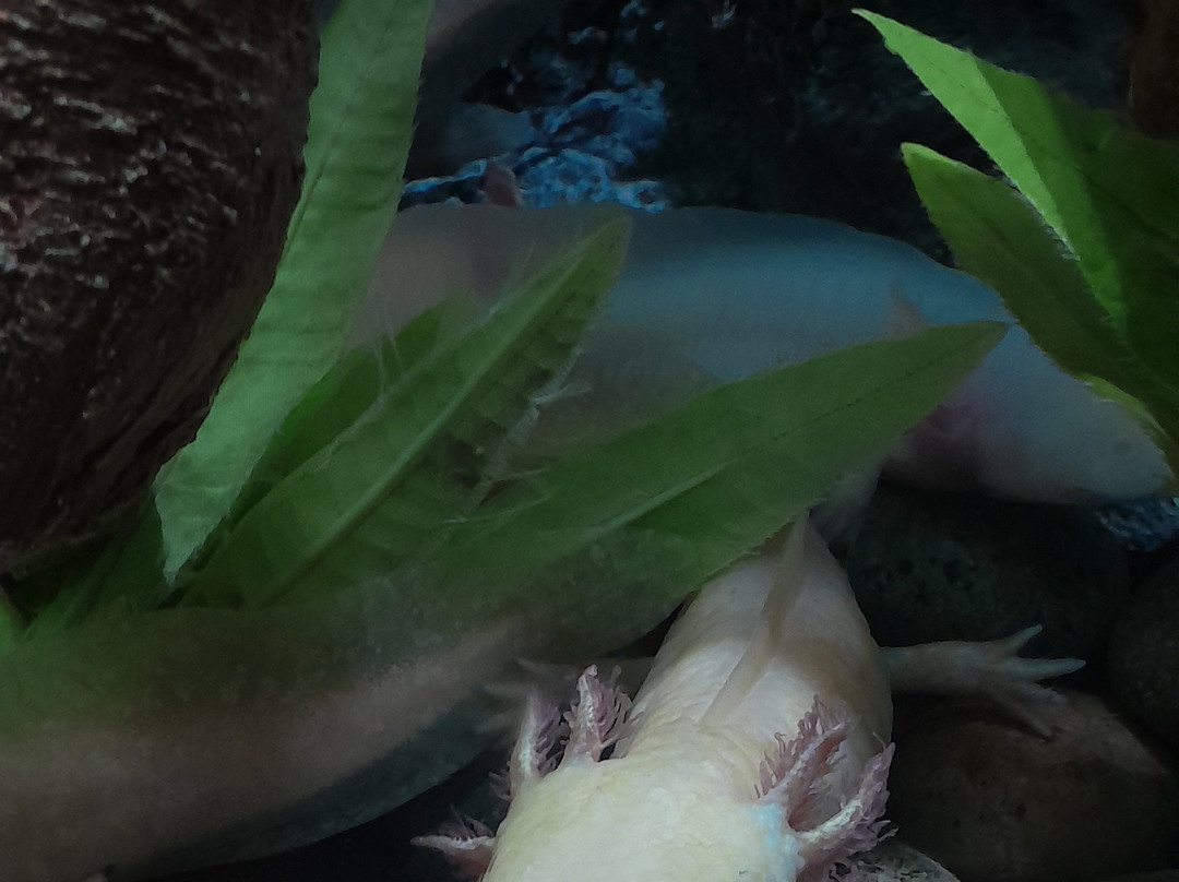 Acuario Michin Guadalajara-瓜达拉哈拉必去景点