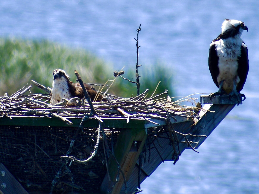 Blackwater National Wildlife Refuge-坎布里奇必去景点