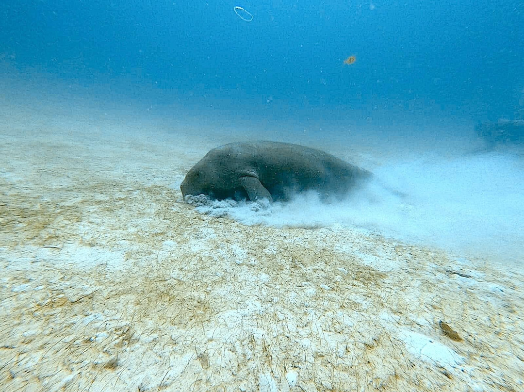 Dugong Dive Center-San Jose必去景点