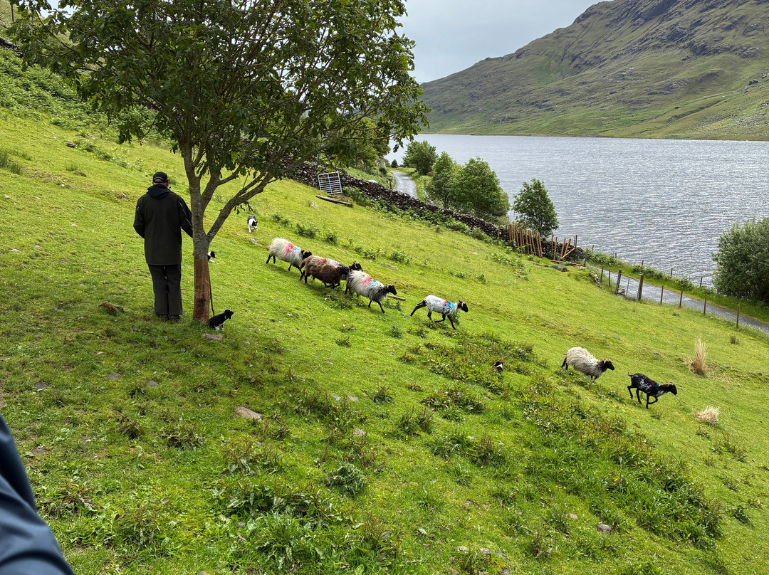 Joyce Country Sheepdogs-Shanafaraghaun必去景点