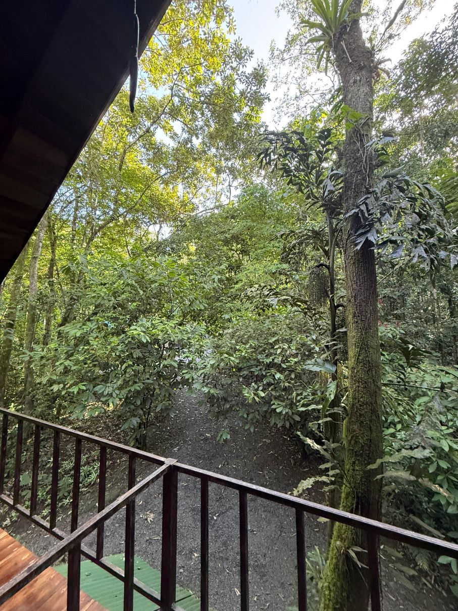 哥斯达黎加树屋酒店-旅行者