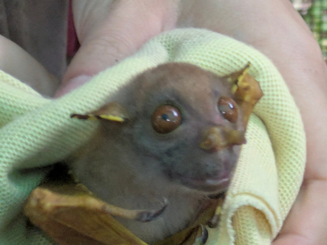The Bat Hospital Visitor Centre- 阿瑟顿必去景点