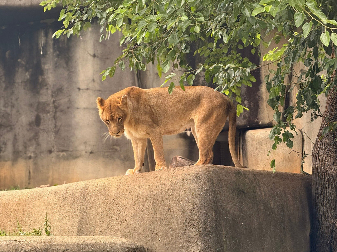 Louisville Zoo-路易斯维尔必去景点
