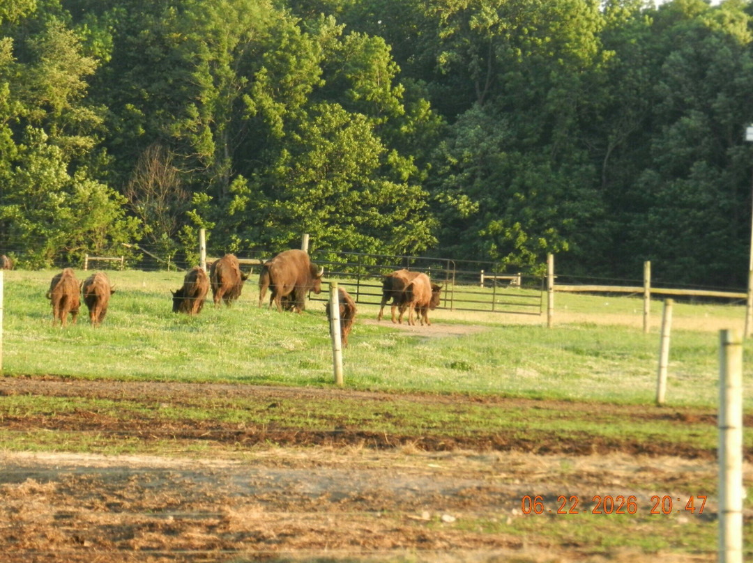 White Oaks Bison Farm-Rochester必去景点