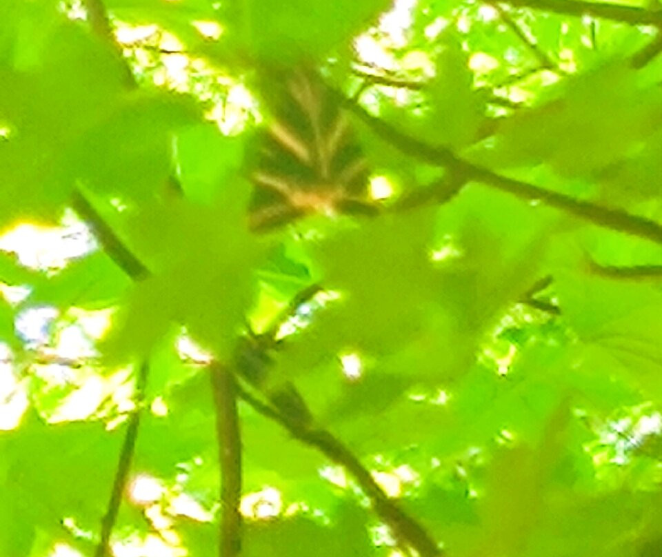 Valley of the Butterflies-Petaloudes必去景点