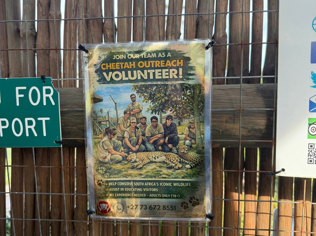 Cheetah Outreach - Somerset West-西索美塞必去景点