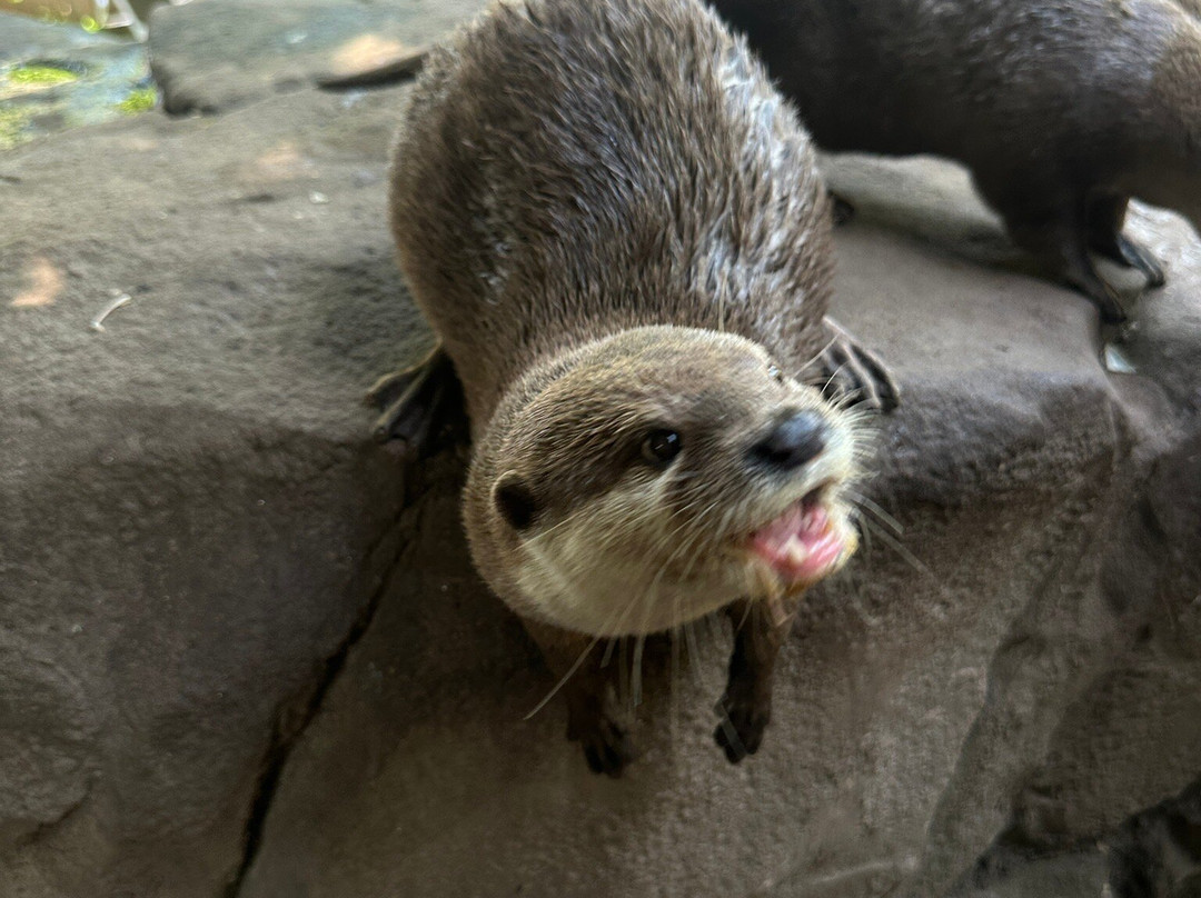 Exotic Zoo Wildlife Park + Natural History & Dino Museum-特尔福德必去景点