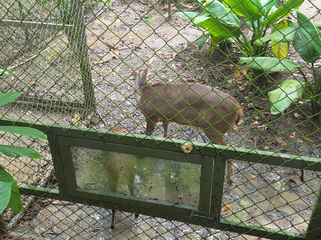 Jaguar Rescue Center-旧港必去景点