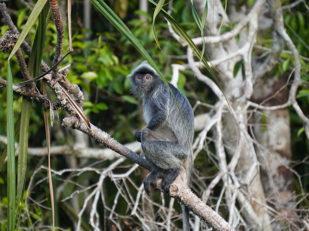 Orangutan Houseboat Tour-Kumai必去景点
