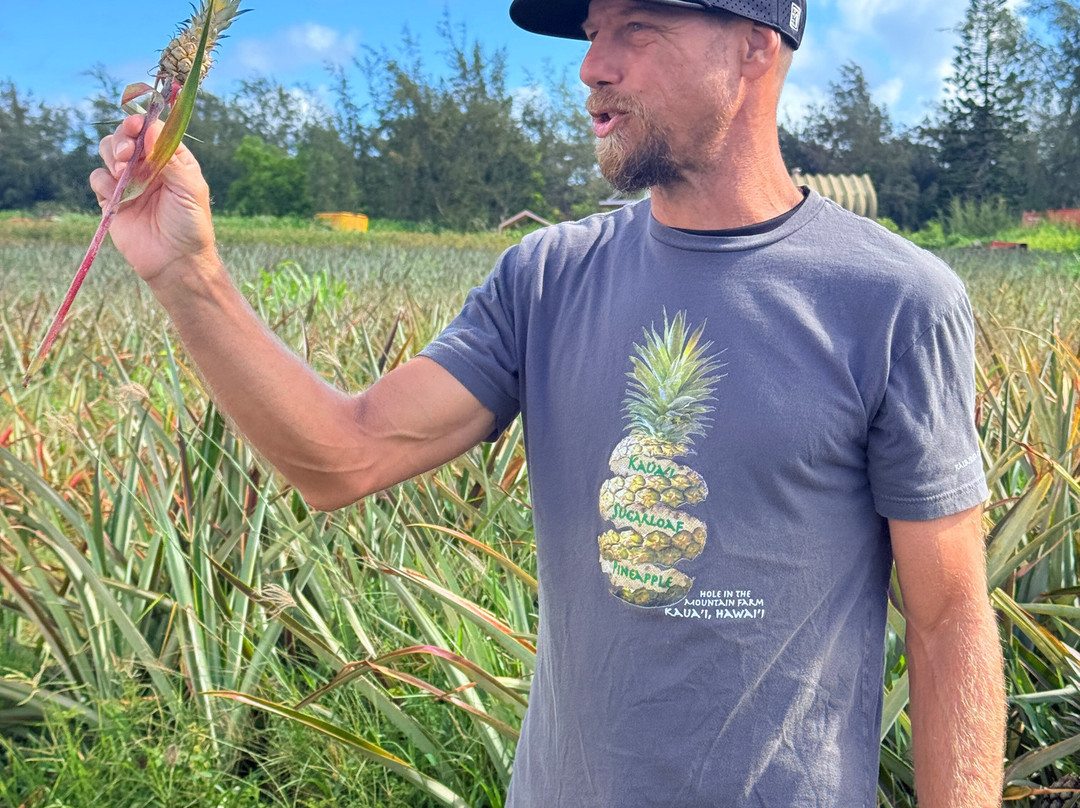 Sugarloaf Pineapple Farm-基拉韦厄必去景点