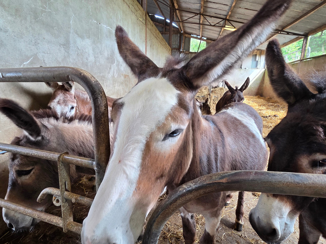 Kinedale Donkeys-Ballynahinch必去景点
