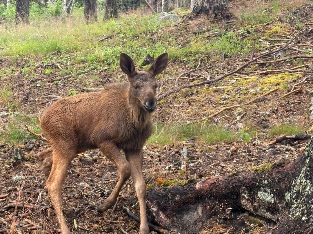 Varmlands Moose Park-Eksharad必去景点