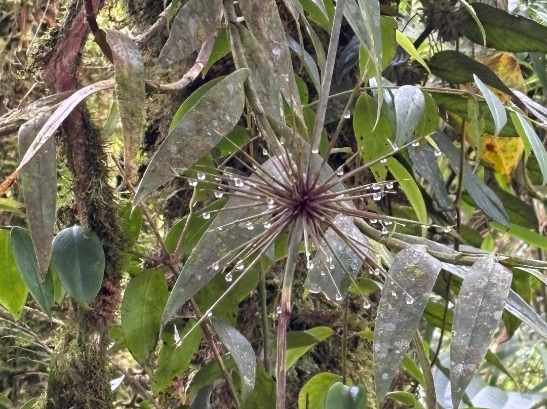 Mossy Forest Eco Park-碧兰璋必去景点