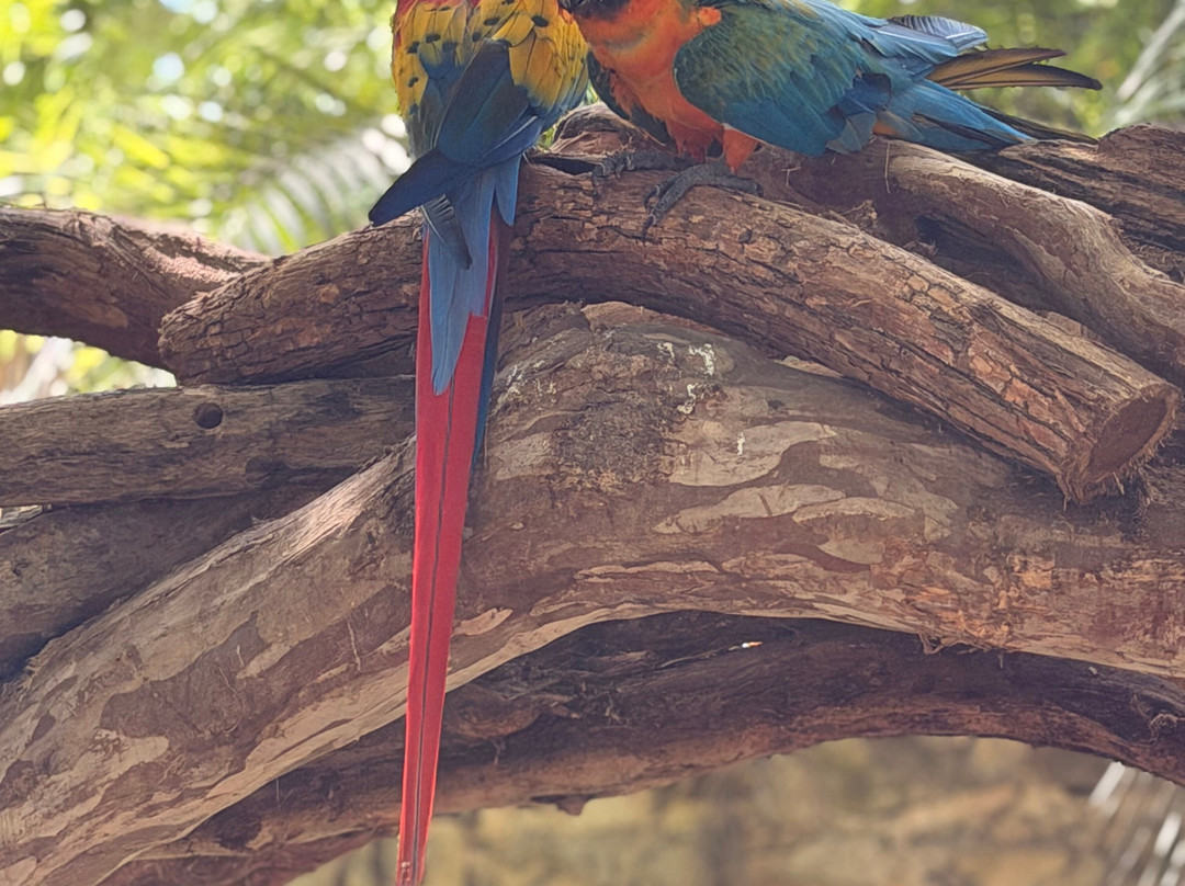 Akumal Monkey Sanctuary & Rescued Animals-艾库玛尔必去景点