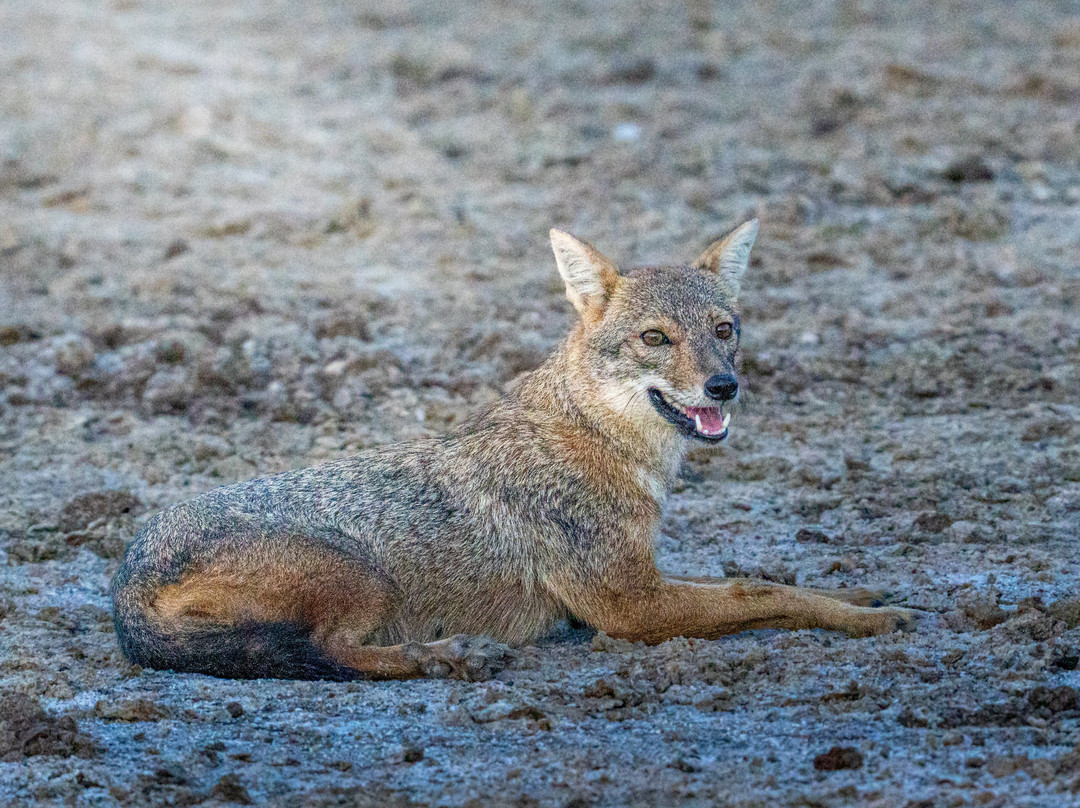 Yala Ethical Safari