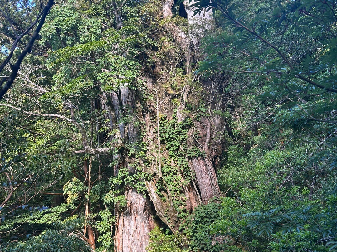 Yaksushima Trecking, Jomon Japanese Cedar Course-屋久岛町必去景点