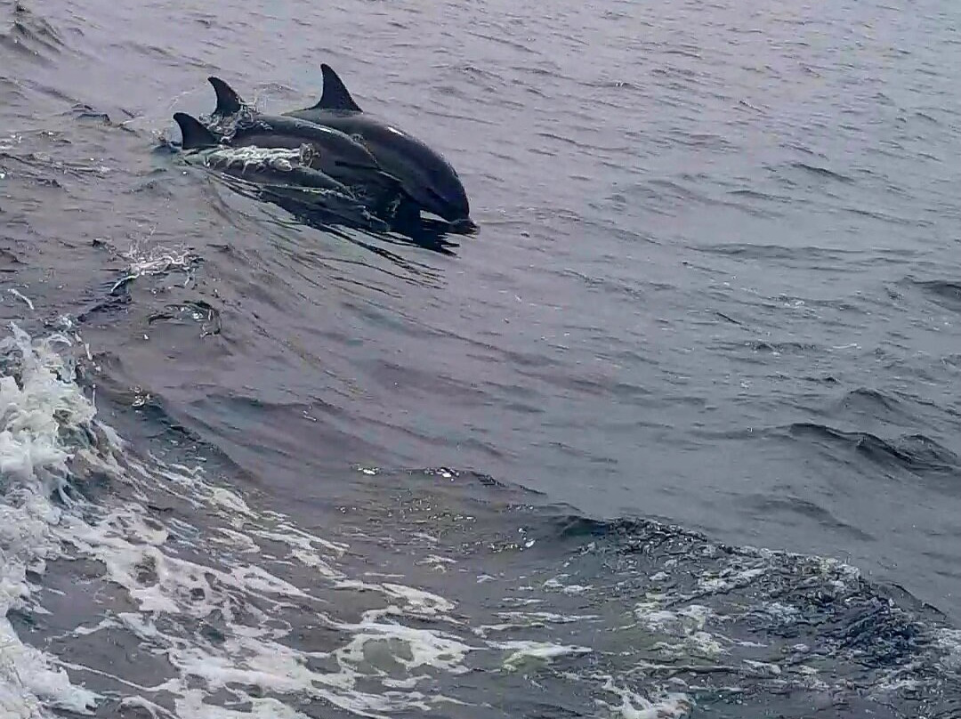 Killybegs Boat Tours-Killybegs必去景点