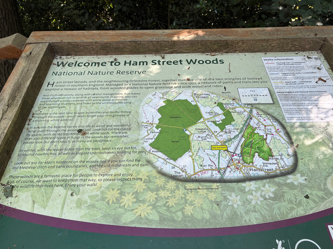 Hamstreet Woods National Nature Reserve-Hamstreet必去景点