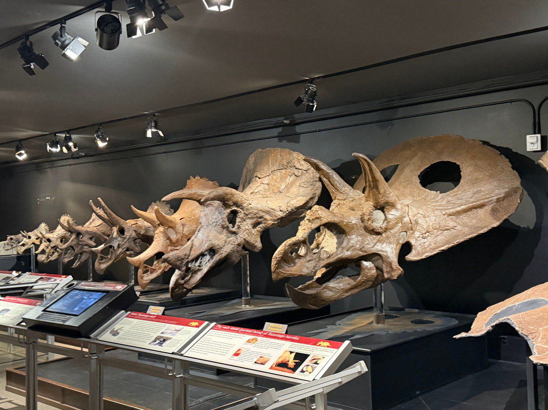 Museum of the Rockies-博兹曼必去景点