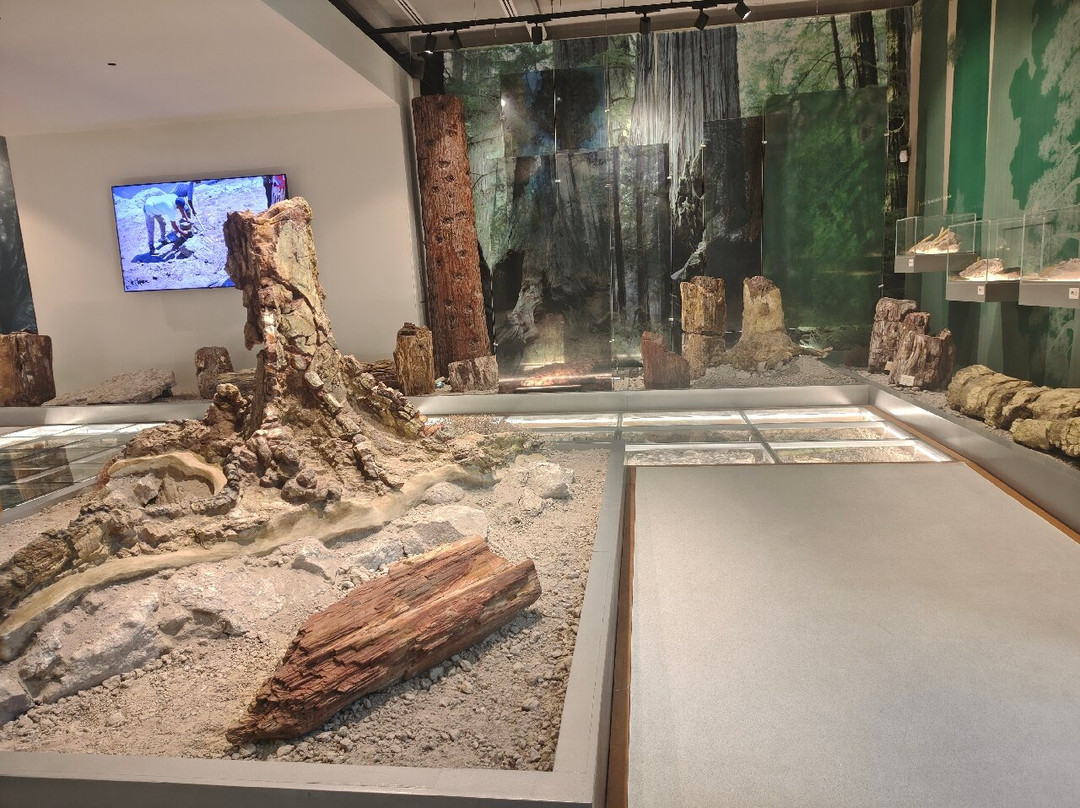 Petrified Forest of Lesbos-Sigri必去景点