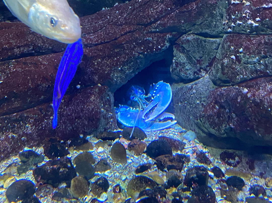 Ozeaneum-施特拉尔松德必去景点