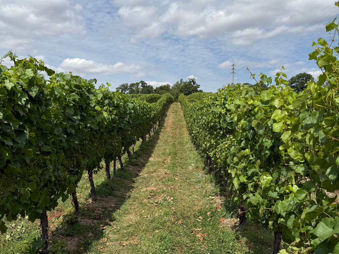 English Oak Vineyard-Lytchett Matravers必去景点