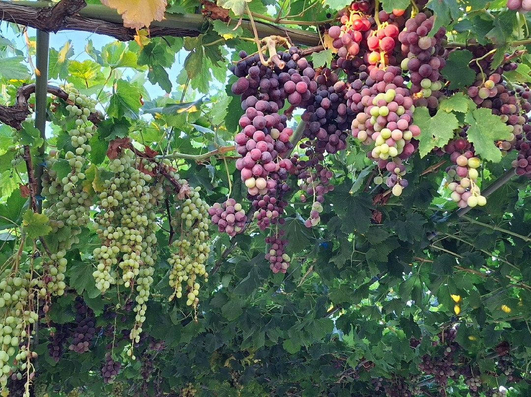 Hatziemmanouil Winery-Linopotis必去景点