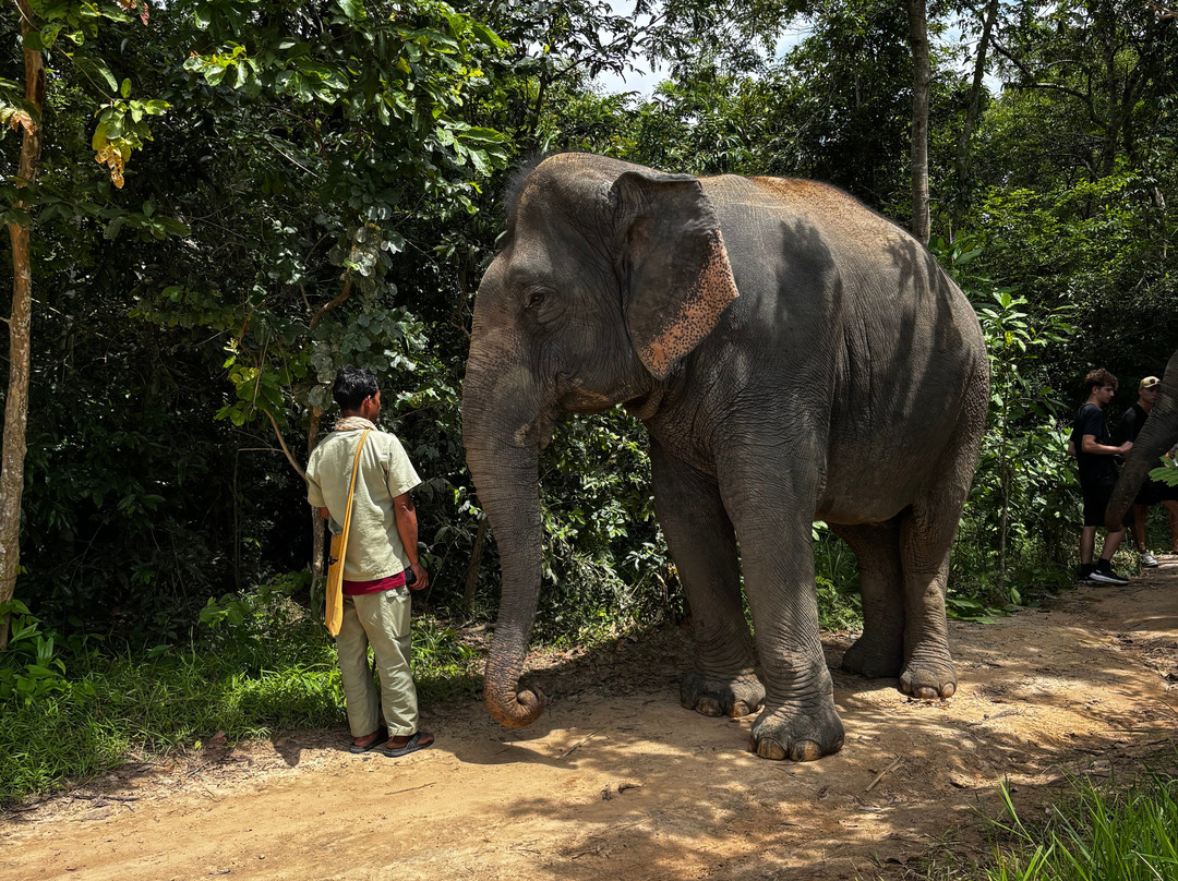 Kulen Elephant Forest-暹粒必去景点