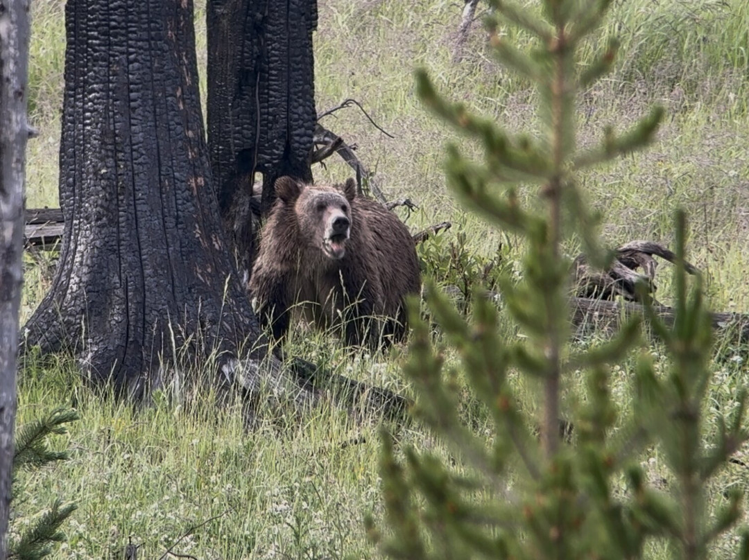 Yellowstone Wild-加德纳必去景点