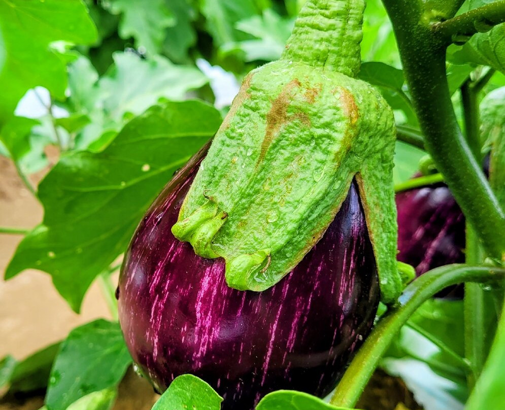 Hallock's U-Pick Farm-New Egypt必去景点